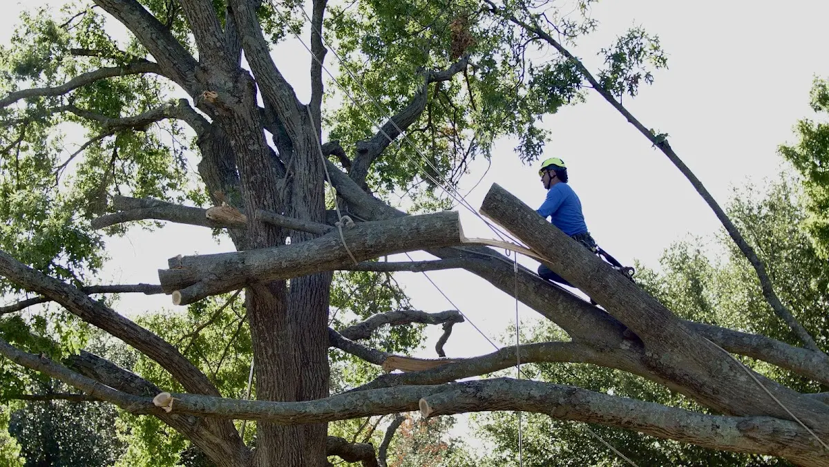 Professional Crown Thinning performed by certified arborists in Harmony