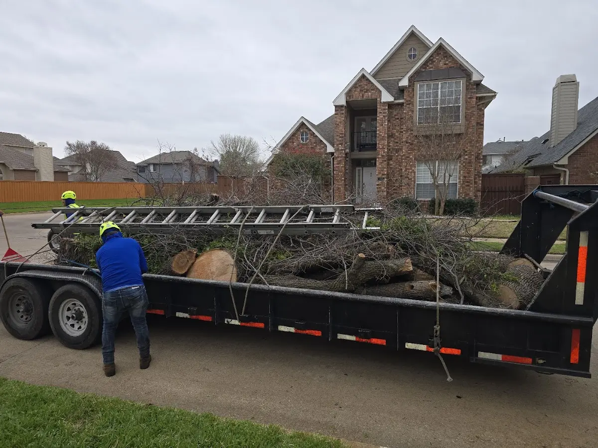 Expert Tree Removal with proper safety equipment in Harmony